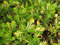 Leptinella lanata