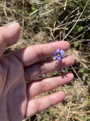 Sisyrinchium halophilum
