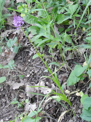 Anacamptis pyramidalis
