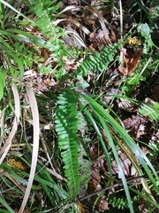 Blechnum australe