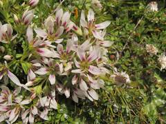 Gentianella concinna