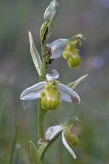 Ophrys apifera chlorantha