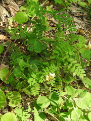 Vicia abbreviata