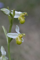 Ophrys apifera chlorantha