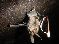 Corynorhinus mexicanus