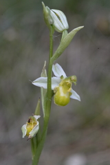 Ophrys apifera chlorantha