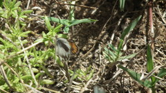 Colotis euippe omphale