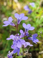 Lobelia gattingeri