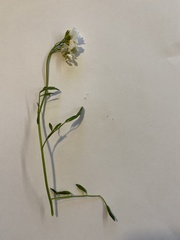 Cardamine parviflora