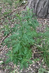 Artemisia vulgaris