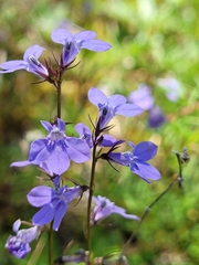 Lobelia gattingeri
