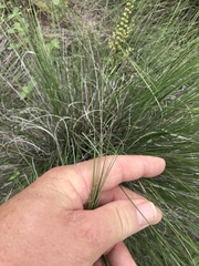 Muhlenbergia lindheimeri