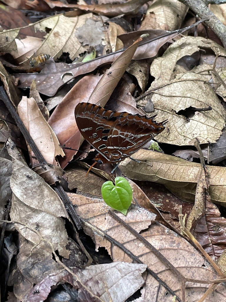 Charaxes richelmanni
