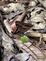 Charaxes richelmanni richelmanni