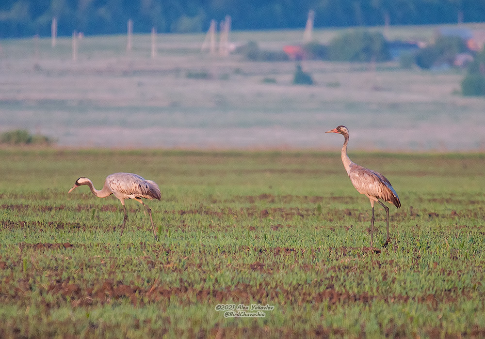 iNaturalist.org. А. Яковлев, Шумерлинский р-н Чувашия, май 2021