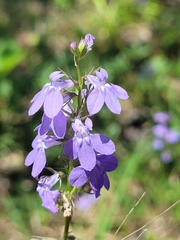 Lobelia gattingeri
