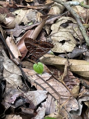 Charaxes richelmanni richelmanni