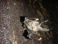 Corynorhinus mexicanus
