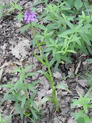 Anacamptis pyramidalis