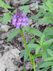 Anacamptis pyramidalis