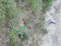 Salvia nemorosa pseudosylvestris