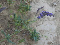 Salvia nemorosa pseudosylvestris