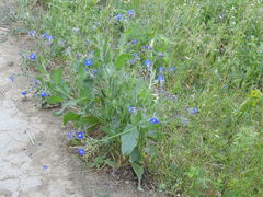 Anchusa azurea