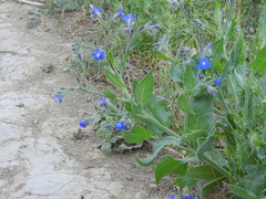Anchusa azurea