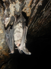 Corynorhinus mexicanus