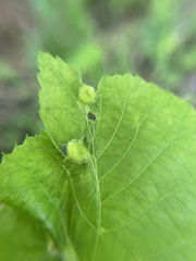 Phylloxera williamsi