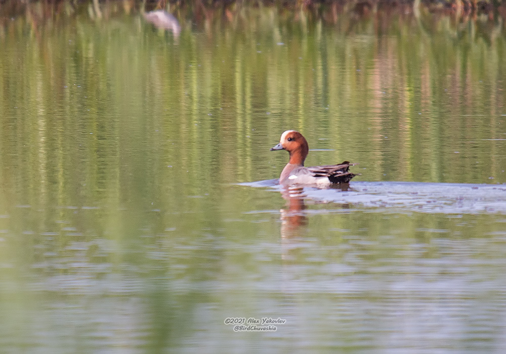 iNaturalist.org. А. Яковлев, Порецкий р-н Чувашия, май 2021