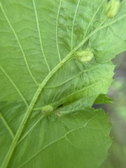 Phylloxera williamsi