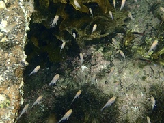 Pempheris
