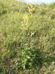 Verbascum pyramidatum