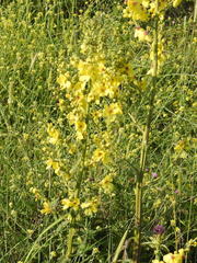 Verbascum pyramidatum