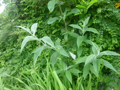 Buddleja davidii