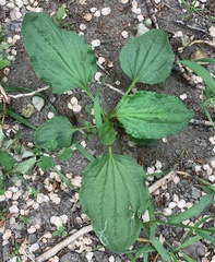 Plantago major
