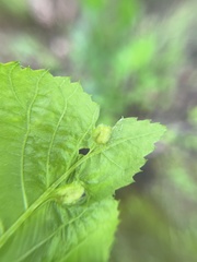 Phylloxera williamsi