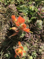 Castilleja mendocinensis