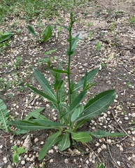 Cichorium intybus