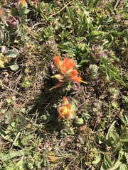 Castilleja mendocinensis