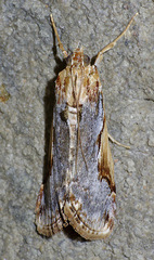 Loxostege albiceralis