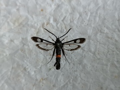 Synanthedon myopaeformis