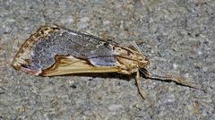 Loxostege albiceralis
