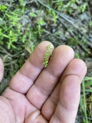 Callitriche terrestris