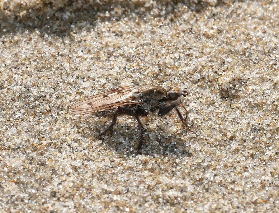 Helcomyza mirabilis