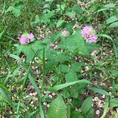 Trifolium pratense