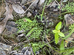 Callitriche terrestris