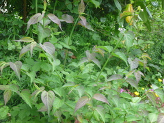 Leycesteria formosa