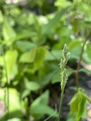Carex hirtifolia